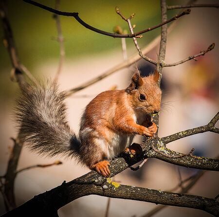 The squirrel sits on a branch; in the background are silhouettes of peopleの写真素材