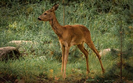 Roe deer in the forest on a background of green grass and stonesの写真素材