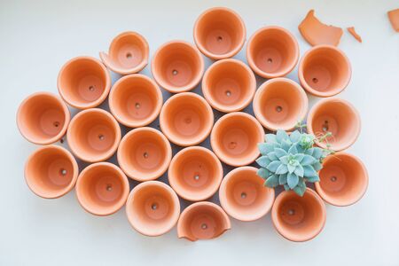 Mini terracotta pots with succulents on a white background.の写真素材