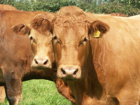 Herd of Dartmoor Beef Cattle, Devon, Englandの写真素材