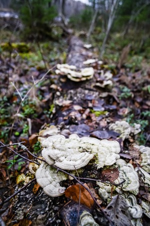 Mushrooms on the tree in the autumn forest