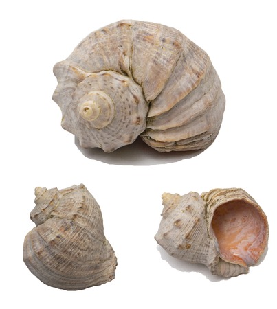 Beautiful sea shell isolated on white background