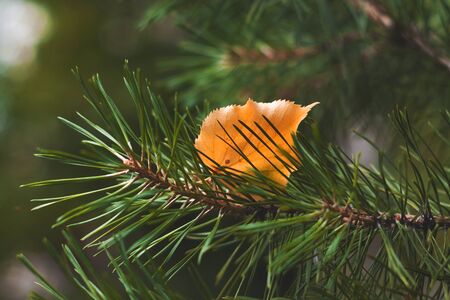 orange coloured leaf fell on a spruce branch