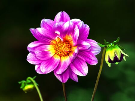 Macro photo of a large pink dahlia flower and two budsの写真素材