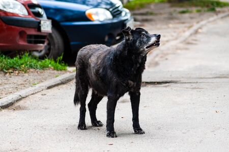 old gray-haired homeless dog looks pleadingly. portraitの写真素材