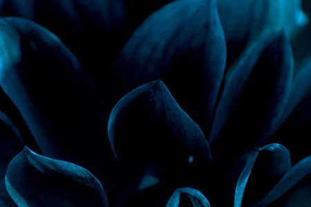 Macro photo of dark blue petals of dahlia flowerの写真素材