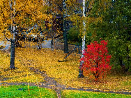 beautiful autumn city landscape with colorful trees and leaf-strewn groundの写真素材