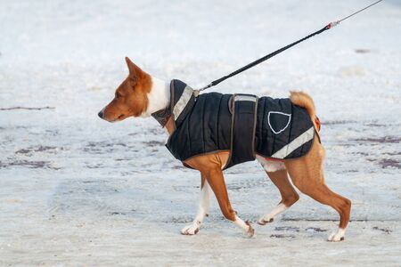 dog in a jumpsuit on a winter walkの写真素材