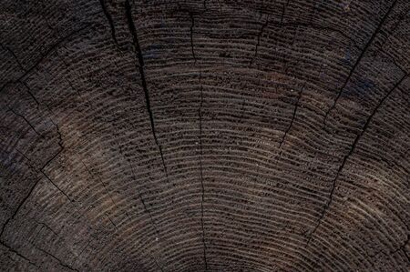 texture of old tree trunk cut with annual rings. background.