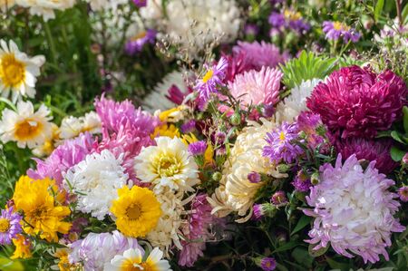 Colorful background from different garden of flowersの写真素材