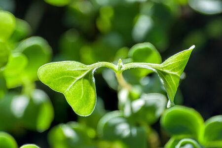 abstract background with green sprouts. parsley seedlingsの写真素材