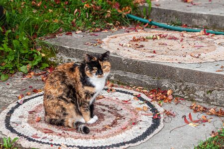 tricolor cat on a round wicker mat on the streetの写真素材