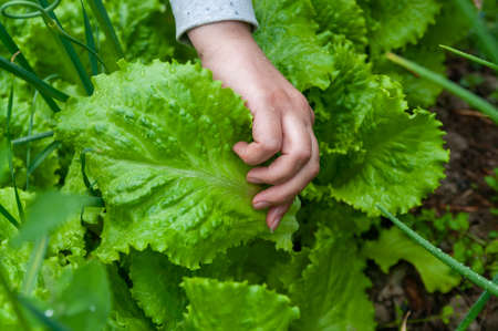 close-up of a hand collecting green leaf lettuce from the gardenの写真素材