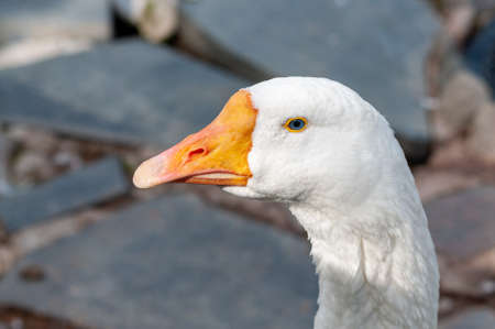 close-up of the goose's head. goose on a bird farmの写真素材