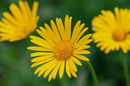 beautiful yellow flowers of doronicum. lovely floral backgroundの写真素材