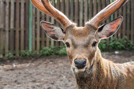 close-up of cute deer's head with antlersの写真素材