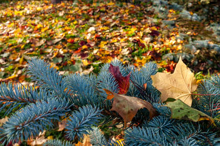 beautiful autumn background with bright multicolored foliage and branch of blue spruce