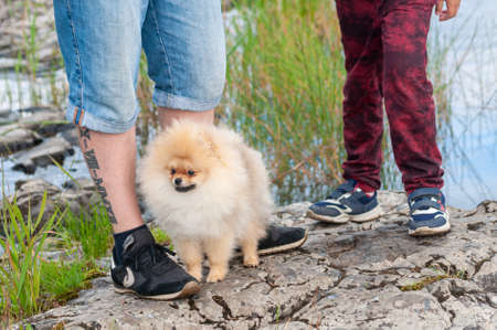 Petrozavodsk, Russia - 2 August 2020. spitz on the rocky shore of the lakeのeditorial素材