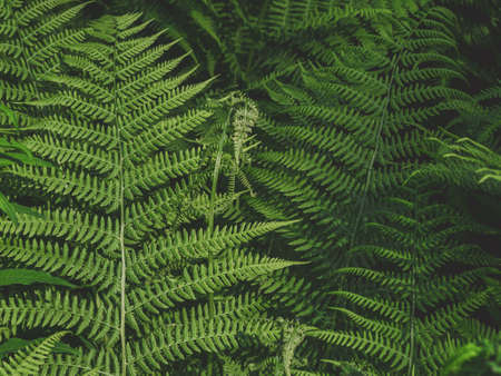 abstract background of fern leaves in dark keyの写真素材