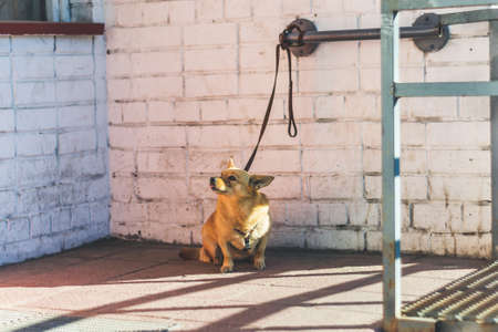 Little funny dog tied by a leash and waiting for the owner