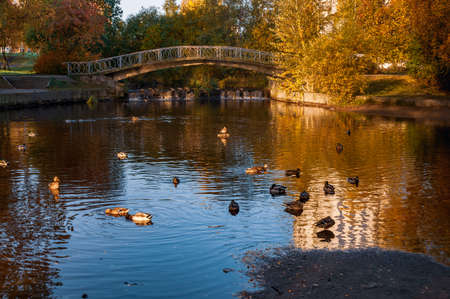 autumn landscape with a pond with ducks and a bridge over it