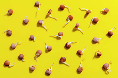 lentil sprouts on the bright yellow backgroundの写真素材