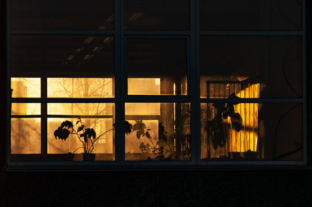 Silhouettes of domestic plants in the rays of the setting sunの写真素材