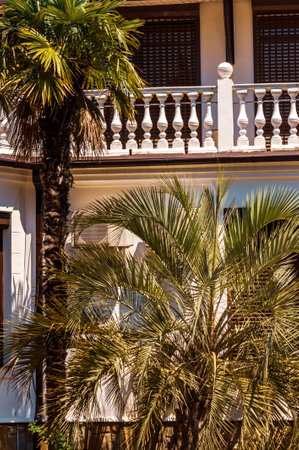 The sunny day in tropical resort with palm treesの写真素材