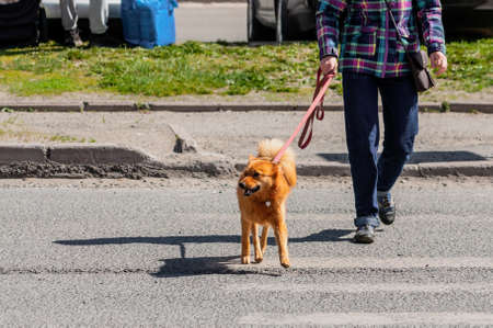 red Karelian husky on a leash. Karelian Bear Dog. Pet. Red-haired dog. Finnish Spitz.の写真素材