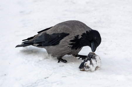 the crow is biting a fish head in the snow. High quality photoの写真素材