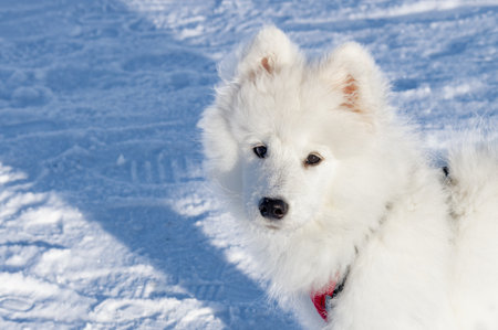 Portrait of a young Samoyed dog against the snow. High quality photoの写真素材