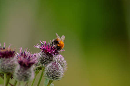 bumblebee on the burdock. High quality photo