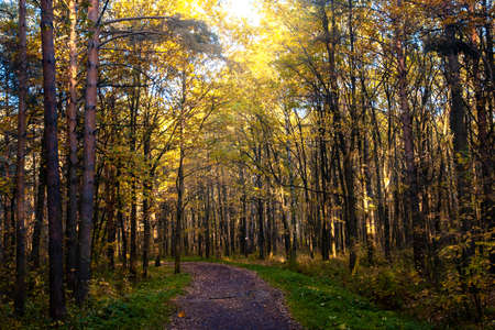 footpath in autumn park