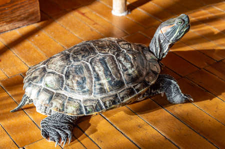 domestic red-eared turtle on the floor basks in the sun