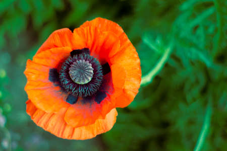 close-up of the poppy flower. View from above.の写真素材