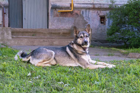 young mixed breed dog on the street. High quality photo