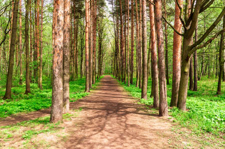 path in the spring park. High quality photo