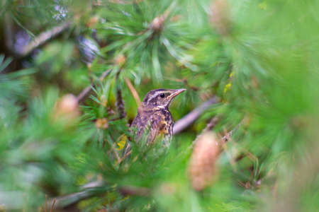 Thrush. The redwing is a bird in the thrush family. Turdus iliacusの写真素材