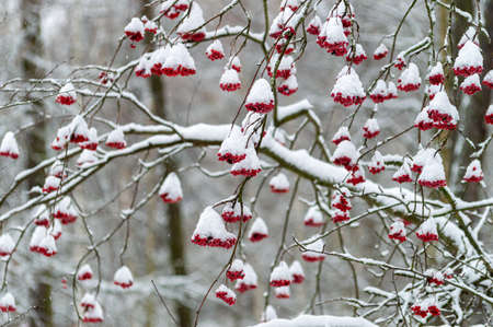 red bunches of rowan under the snow in the winter parkの写真素材