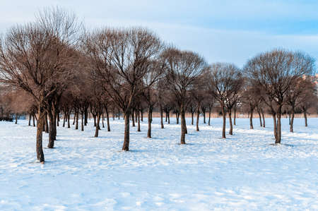 Public park in winter frosty day.
