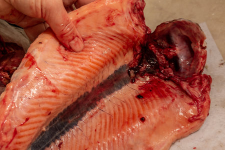 cutting fresh trout. preparation for salting