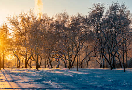 Beautiful winter landscape with sunset in the parkの写真素材