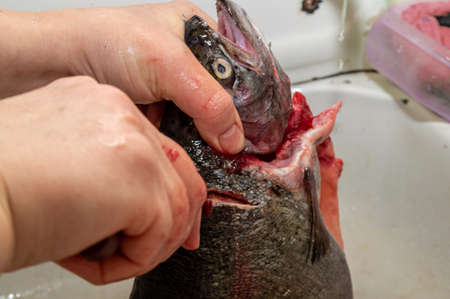 separation of the trouts head from the trunk with a knife