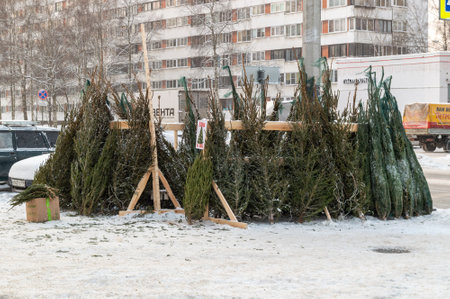 street sale of natural Christmas treesのeditorial素材