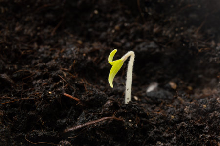 a small sprout makes its way out of the groundの写真素材