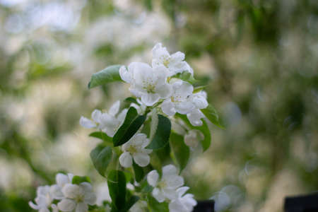 white apple blossoms.