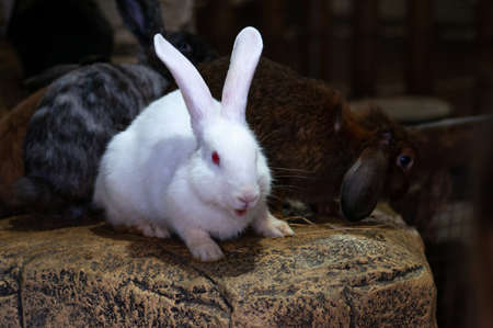 white rabbit with red eyes