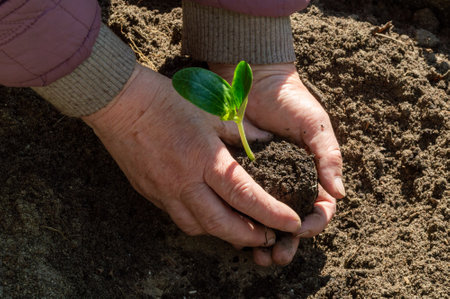planting a green sprout in the ground. selective focus