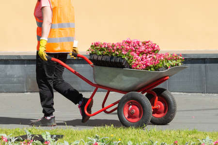 the girl carries a wheelbarrow with seedlings of flowers. landscaping and improvement of streets