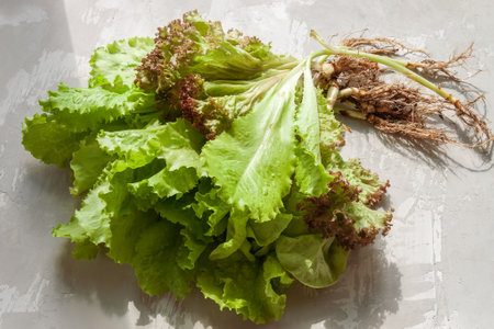 green lettuce leaves with roots on a concrete background